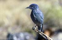 Gymnorhinus cyanocephalus - Pinyon Jay