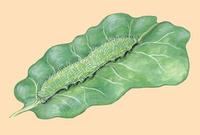 Image of: Pieris rapae (imported cabbageworm)