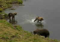 Ursus arctos middendorffi - Kodiak Bear