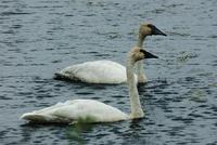 Image of: Cygnus buccinator (trumpeter swan)