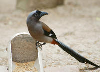 Image of: Dendrocitta formosae (gray treepie)