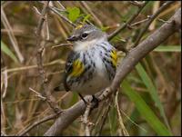 Image of: Dendroica coronata (yellow-rumped warbler)
