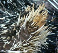 Hystrix africaeaustralis - Cape Porcupine
