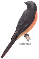 Image of: Pericrocotus igneus (fiery minivet)