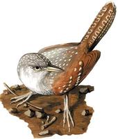 Image of: Psilorhamphus guttatus (spotted bamboo-wren)