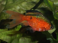 Puntius conchonius - Red Barb