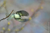 Image of: Sayornis phoebe (eastern phoebe)