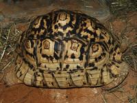 Psammobates pardalis - Leopard Tortoise