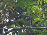 Bornean Barbet - Megalaima eximia