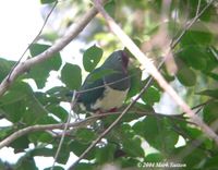 Cream-bellied Fruit Dove - Ptilinopus merrilli