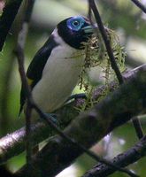 Mindanao Wattled Broadbill - Eurylaimus steerii