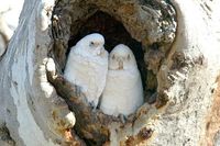 Little Corella