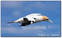 Australian Gannet - Morus serrator