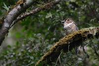 Short-legged Ground-Roller (Brachypteracias leptosomus) photo