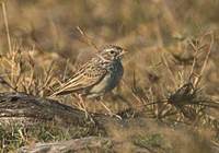 Madagascar Lark (Mirafra hova) photo