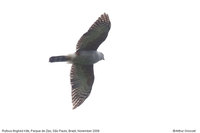 Rufous-thighed Kite - Harpagus diodon