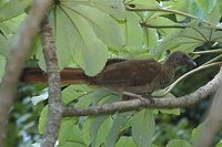 Speckled Chachalaca - Ortalis guttata