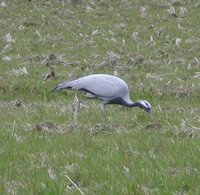 Demoiselle Crane - Anthropoides virgo