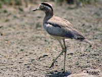 Peruvian Thick-knee - Burhinus superciliaris