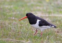 Eurasian Oystercatcher (Haematopus ostralegus) photo