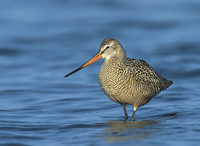 Marbled Godwit (Limosa fedoa) photo