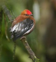 Club-winged Manakin (Machaeropterus deliciosus) photo