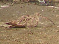 Far Eastern Curlew - Numenius madagascariensis