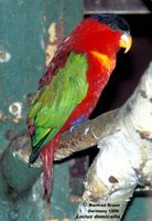 Purple-naped Lory - Lorius domicella