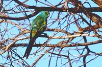 Mulga Parrot - Psephotus varius