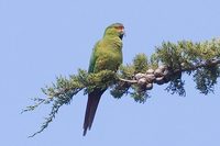 Slender-billed Parakeet - Enicognathus leptorhynchus