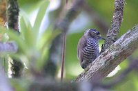 White-barred Piculet - Picumnus cirratus