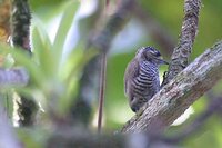 White-barred Piculet - Picumnus cirratus