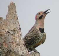 Northern Flicker - Colaptes auratus