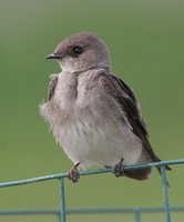 Northern Rough-winged Swallow - Stelgidopteryx serripennis