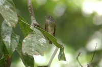 Siberian Flycatcher - Muscicapa sibirica