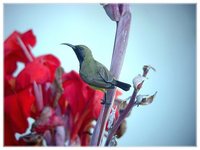 Olive-backed Sunbird - Cinnyris jugularis