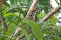 Gray-eyed Greenlet - Hylophilus amaurocephalus