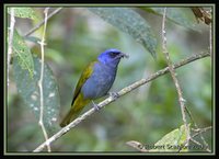 Blue-capped Tanager - Thraupis cyanocephala