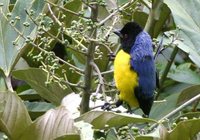 Hooded Mountain-Tanager - Buthraupis montana