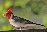 Red-crested Cardinal - Paroaria coronata