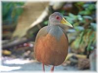 Gray-necked Wood-Rail