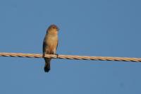 Plumbeous  seedeater   -   Sporophila  plumbea   -