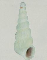 세로줄갯고둥붙이