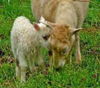 Cashmere Goats