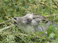 Young adult (?) Japanese serow at Edinburgh Zoo, Scotland, July 2007