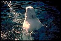 Beluga Whale