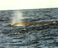 A Baird's Beaked Whale photographed during a FONT West Coast Tour