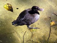 Blue-billed Duck female