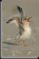 Least Tern Chick, Jones Beach, NY