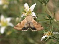 Bordered Straw